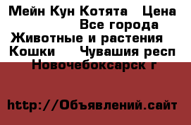 Мейн Кун Котята › Цена ­ 15 000 - Все города Животные и растения » Кошки   . Чувашия респ.,Новочебоксарск г.